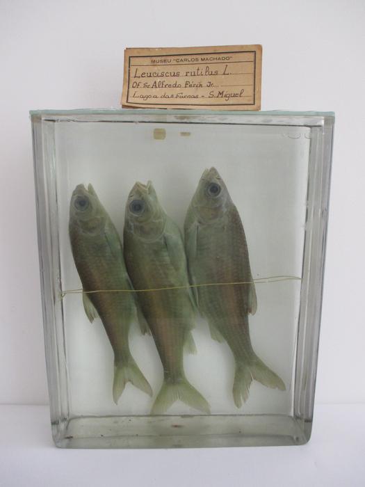 Rutilus rutilus (Linnaeus, 1758) [Frasco - 3exemplares]