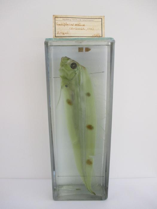 Trachipterus arcticus (Brünnich, 1788)