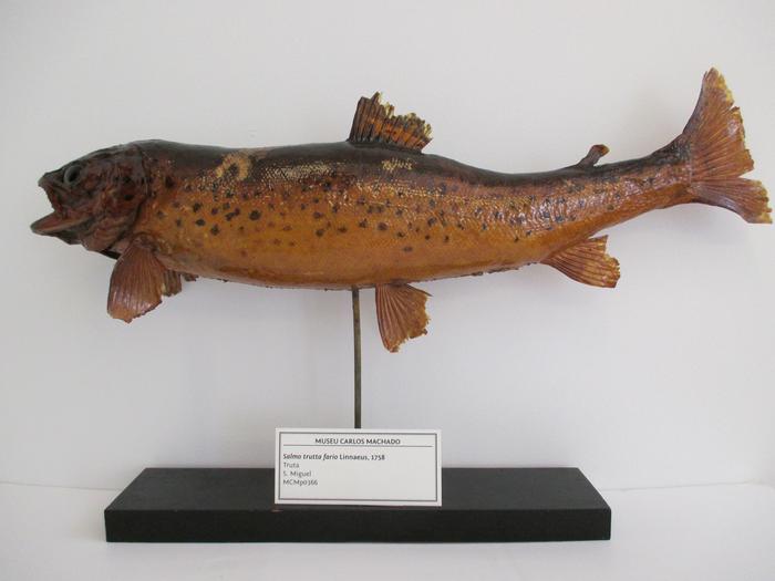 Salmo trutta Linnaeus, 1758