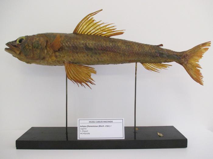 Aulopus filamentosus (Bloch, 1792)