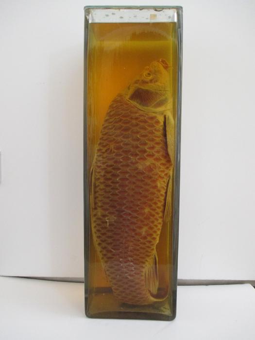 Cyprinus carpio Linnaeus, 1758