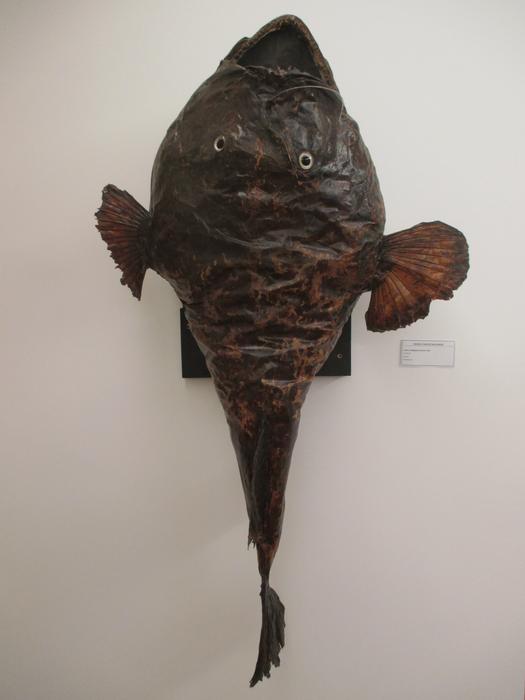 Lophius budegassa Spinola, 1807