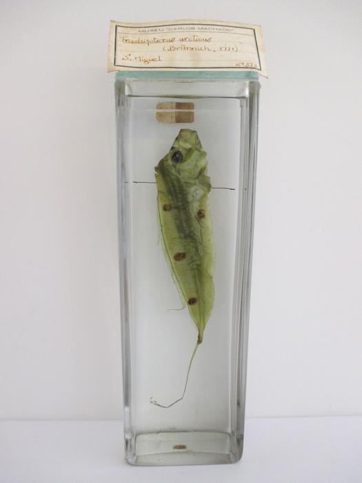 Trachipterus arcticus (Brünnich, 1788)