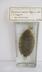 Monochirus hispidus Rafinesque, 1814