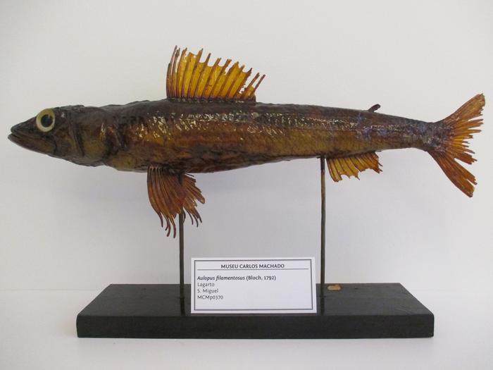 Aulopus filamentosus (Bloch, 1792)