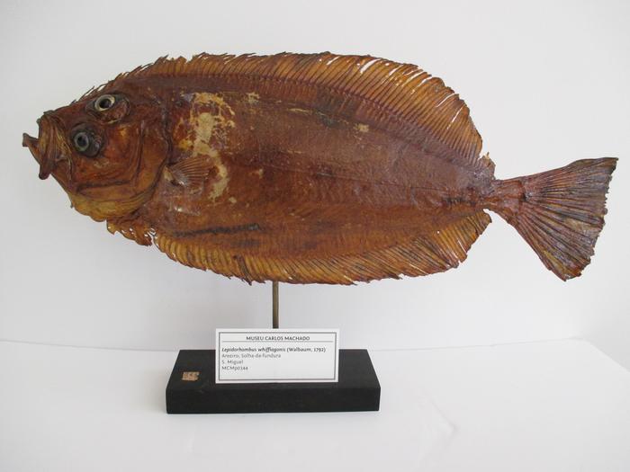 Lepidorhombus whiffiagonis (Walbaum, 1792)