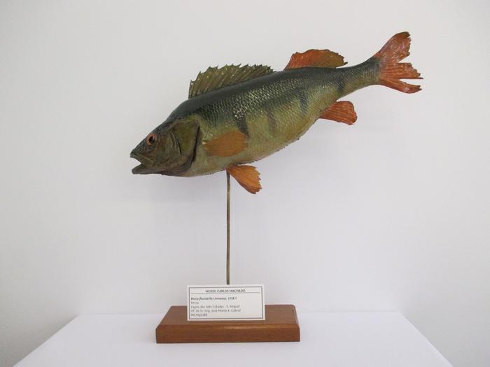 Perca fluviatilis Linnaeus, 1758