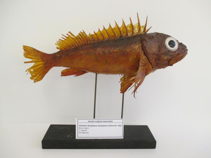 Helicolenus dactylopterus (Delaroche, 1809)