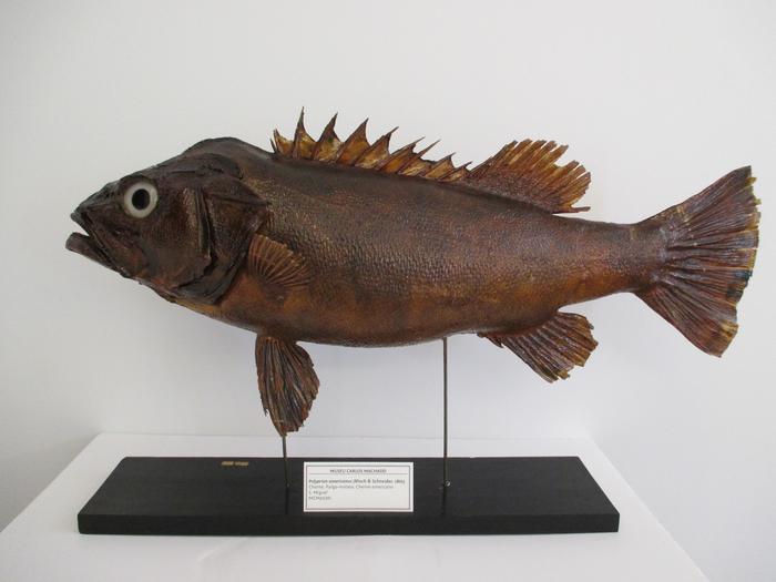 Polyprion americanus (Bloch &amp; Schneider, 1801)