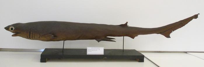 Heptranchias perlo (Bonnaterre, 1788)