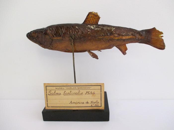 Salvelinus fontinalis (Mitchill, 1814)