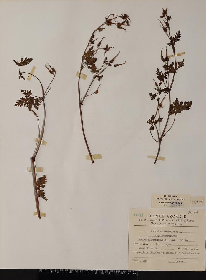 Geranium robertianum L. ssp. robertianum