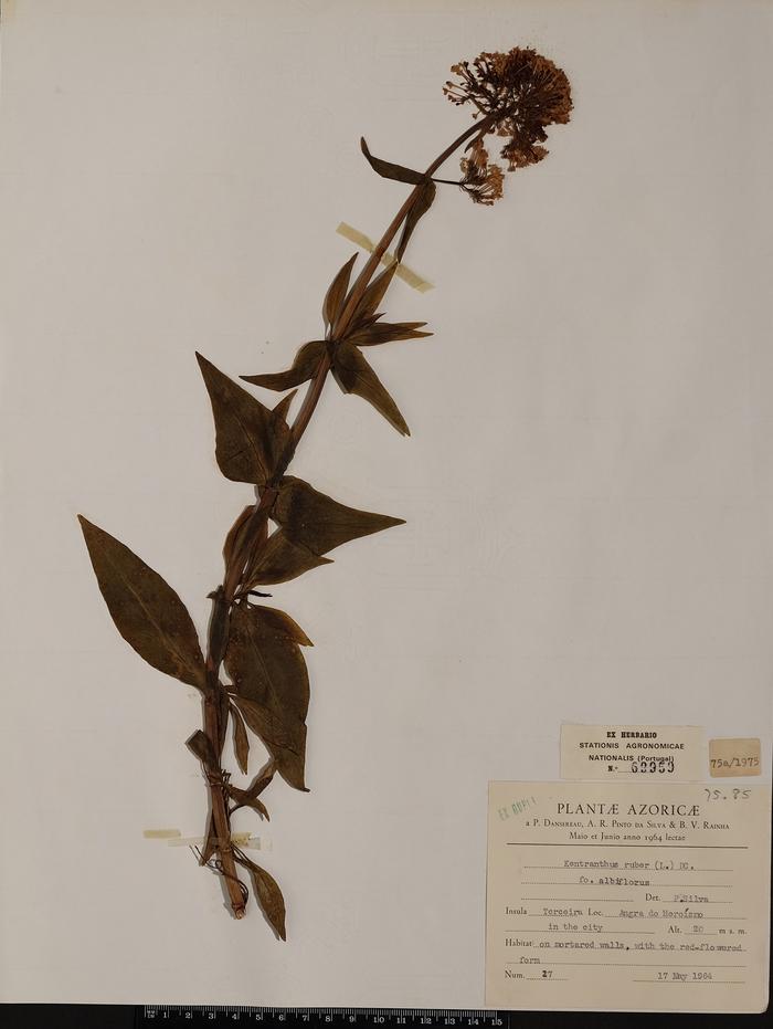 Kentranthus ruber (L.) DC. fo. albiflorus
