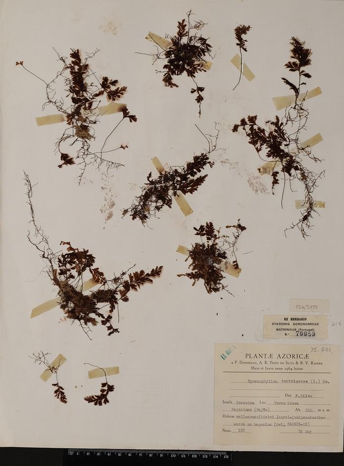 Hymenophyllum tunbrigense (L.) Sm.