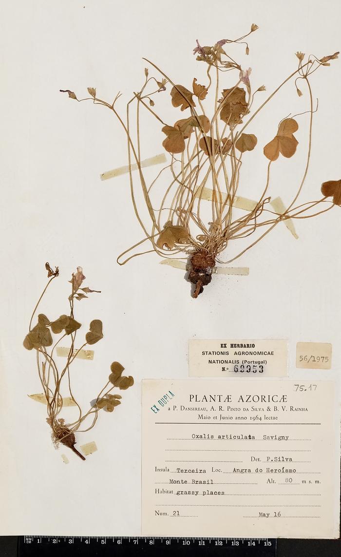 Oxalis articulata Savigny