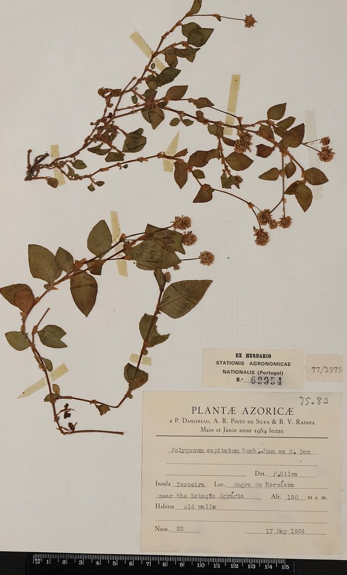 Persicaria capitata (Buch. Ham. Ex D. Don) H. Gross