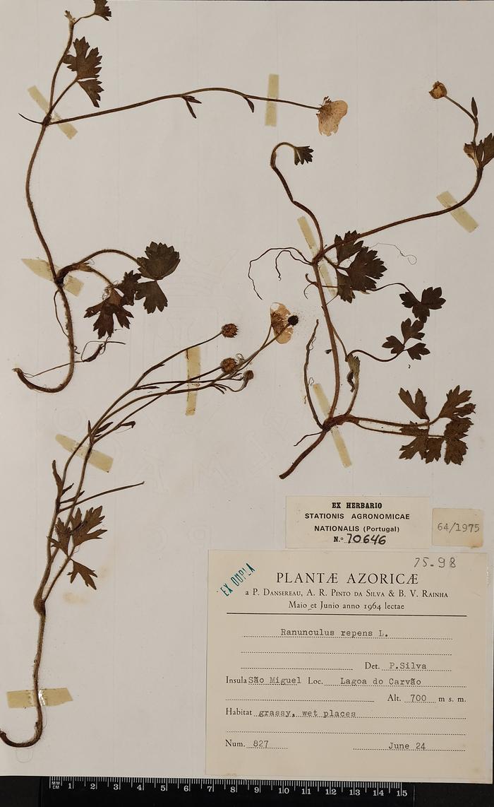 Ranunculus repens L.