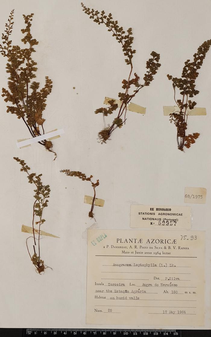 Anogramma leptophylla (L.) Link