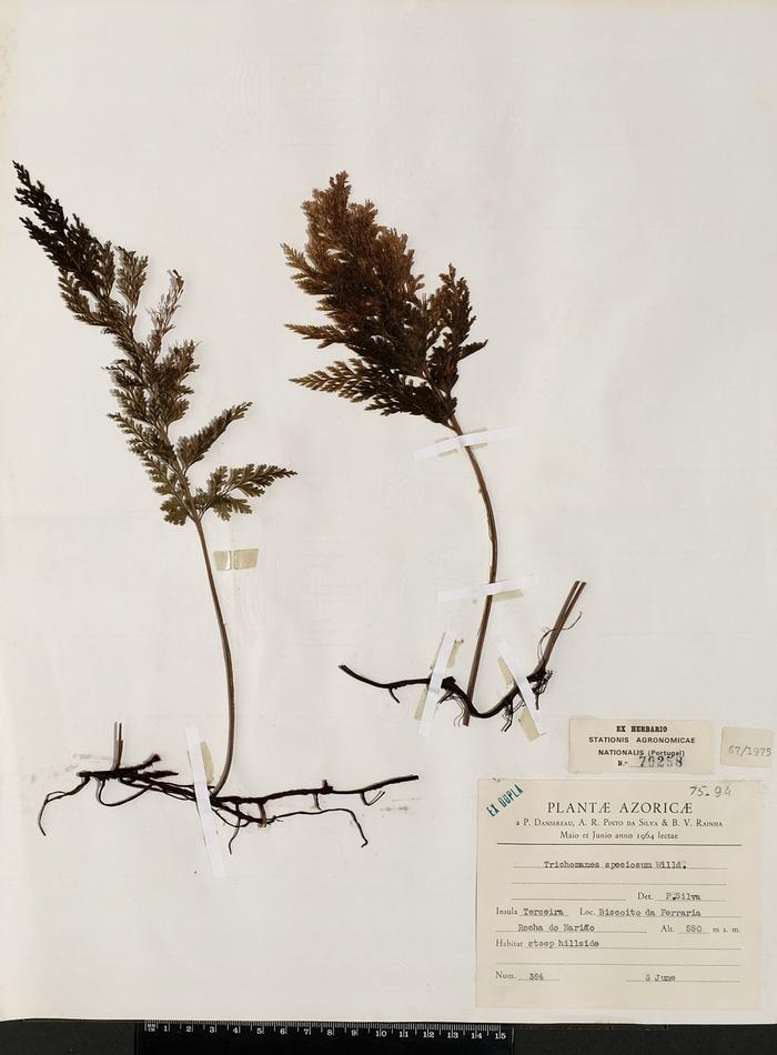 Trichomanes speciosum Willd.