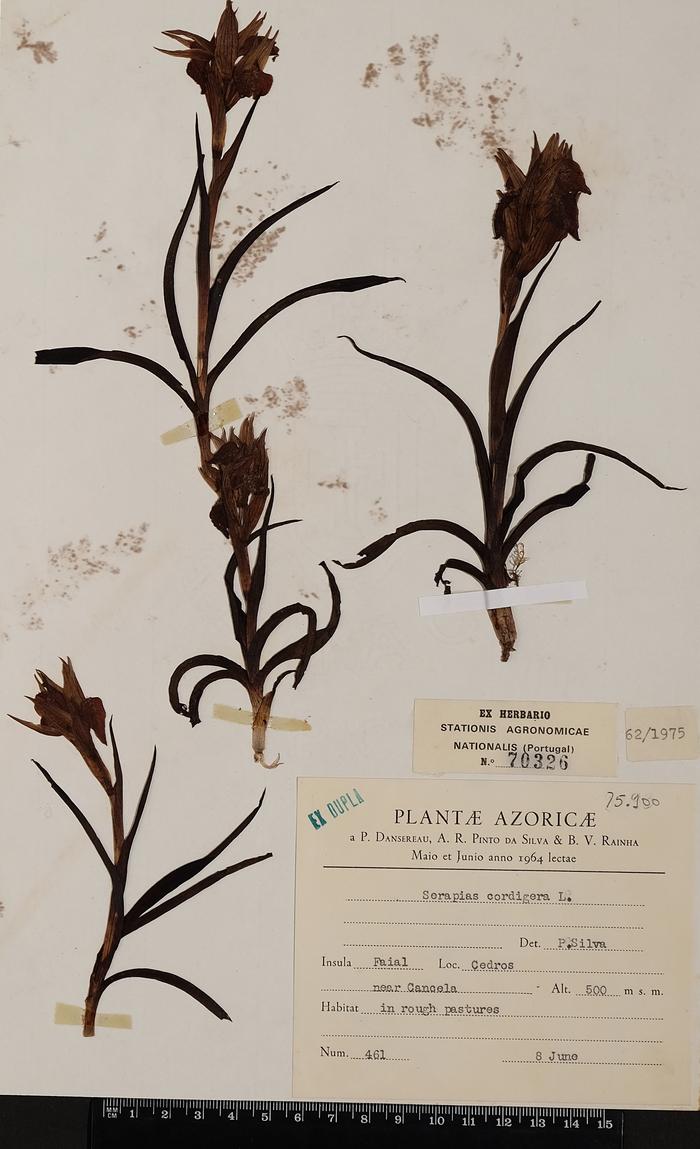 Serapias cordigera L.