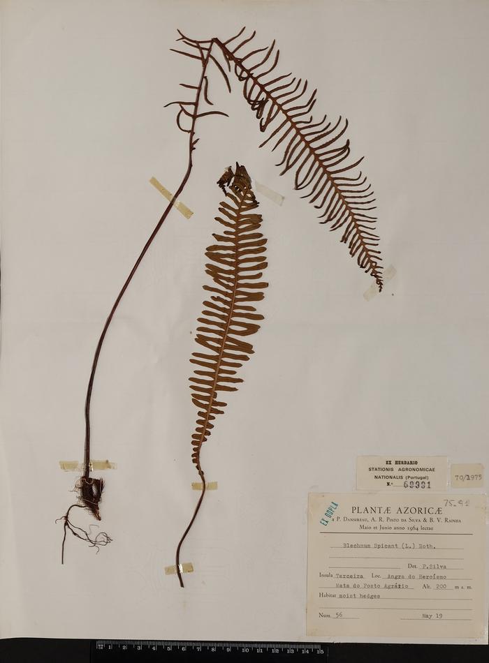 Blechnum spicant (L.) Sm.