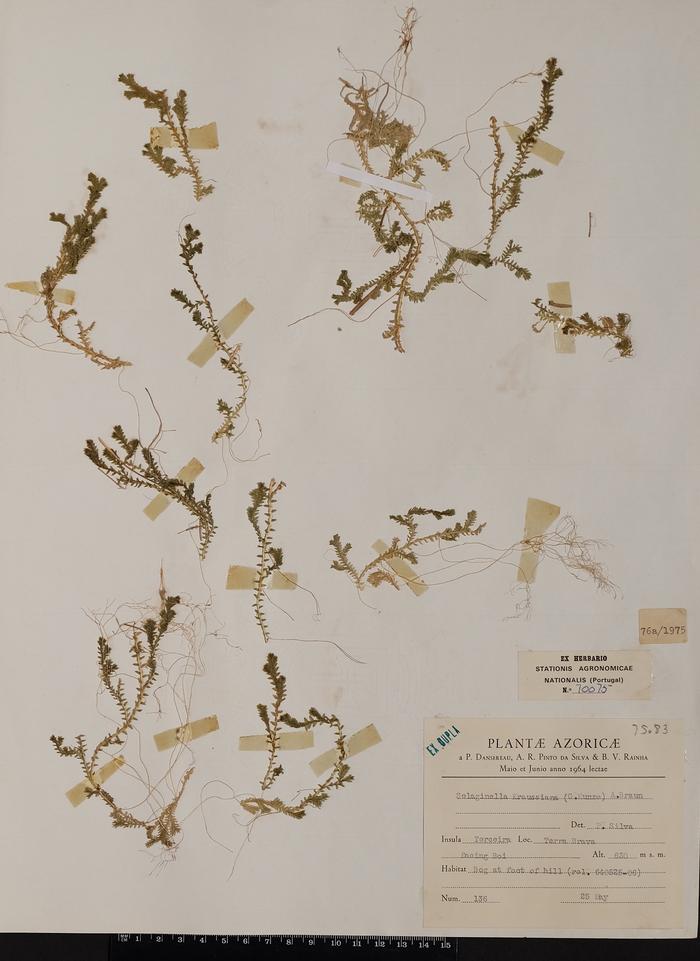 Selaginella kraussiana (Kunze) A. Braun