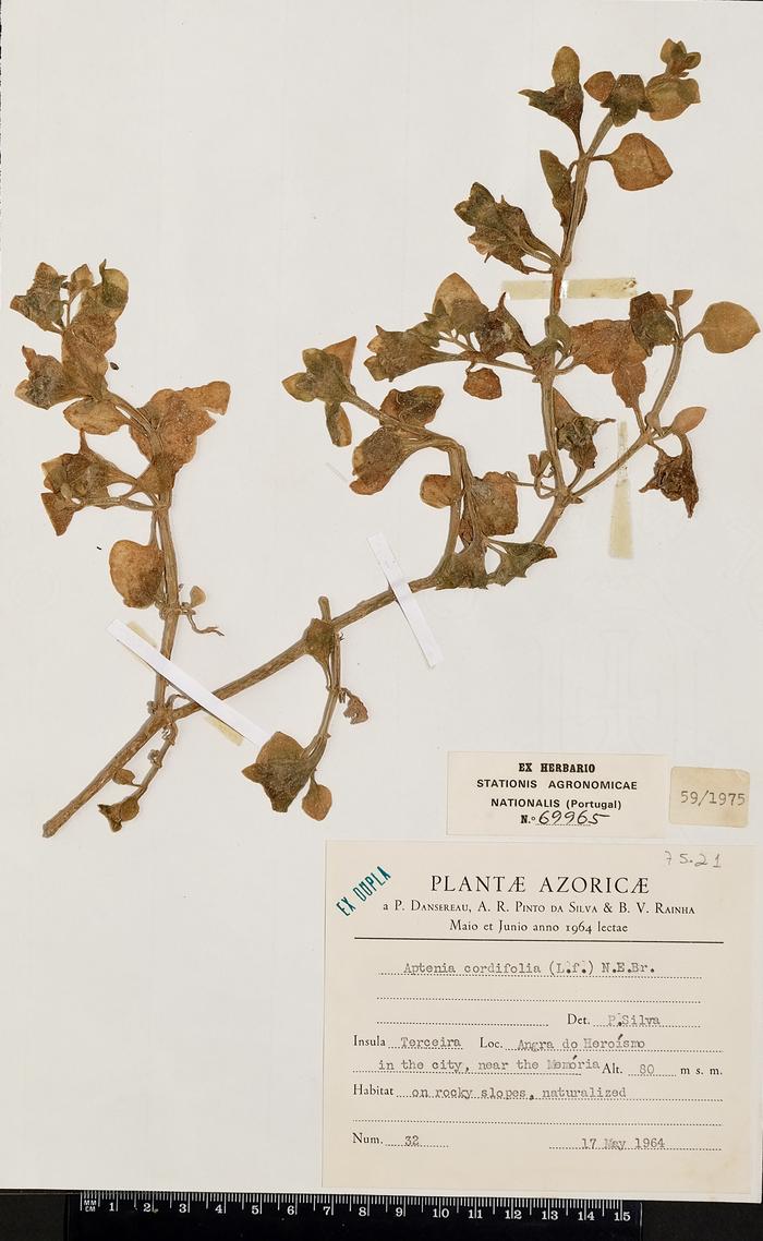Aptenia cordifolia (L. fil.) Schwantes