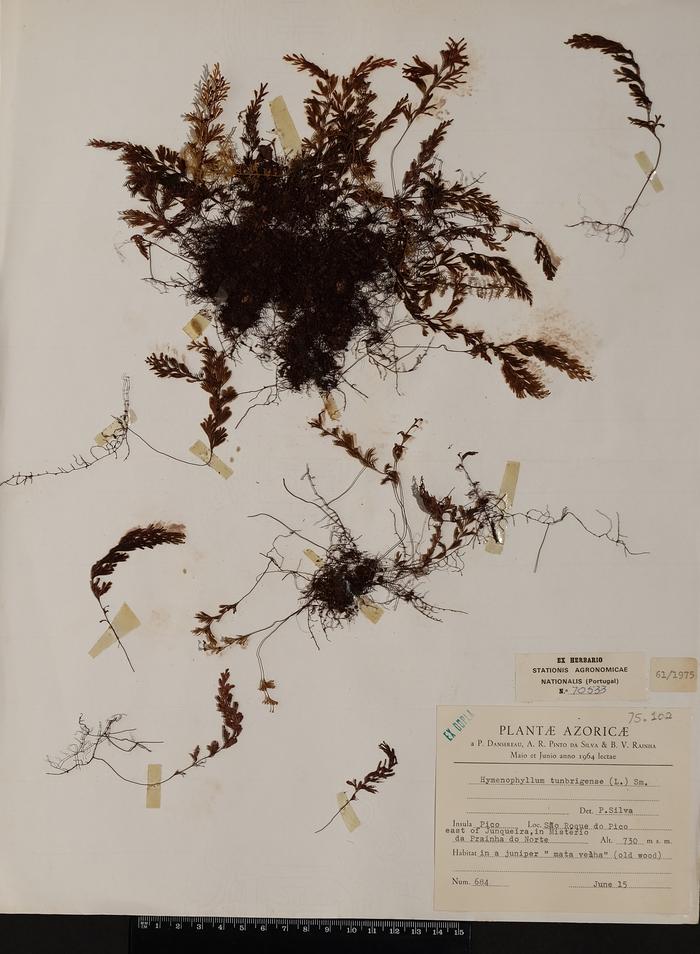 Hymenophyllum tunbrigense (L.) Sm.