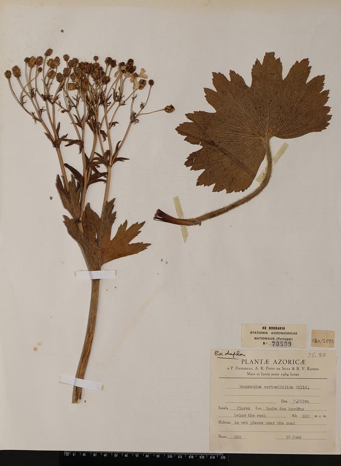 Ranunculus cortusifolius Willd.