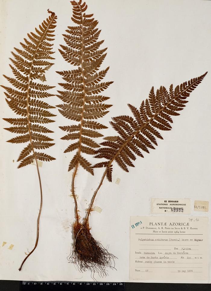 Polystichum setiferum (Forssk.) T. Moore ex  Woyn.