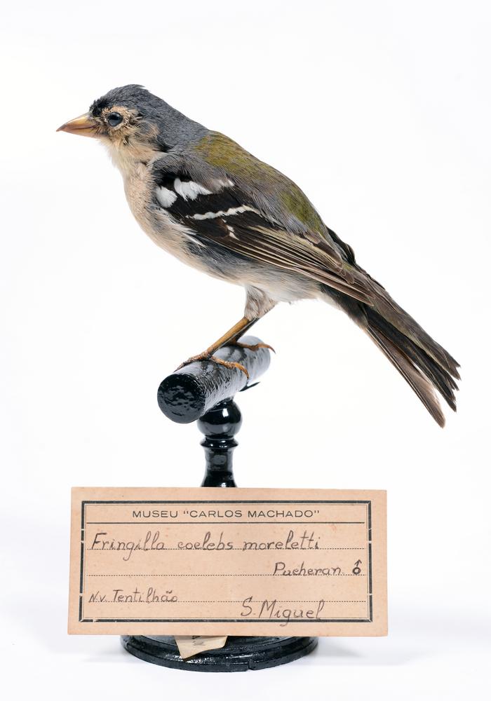 Fringilla coelebs moreletti (Pucheran, 1859)