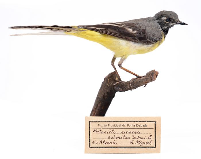 Motacilla cinerea patriciae (Vaurie, 1957)