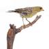  Serinus canaria (Linnaeus, 1758)