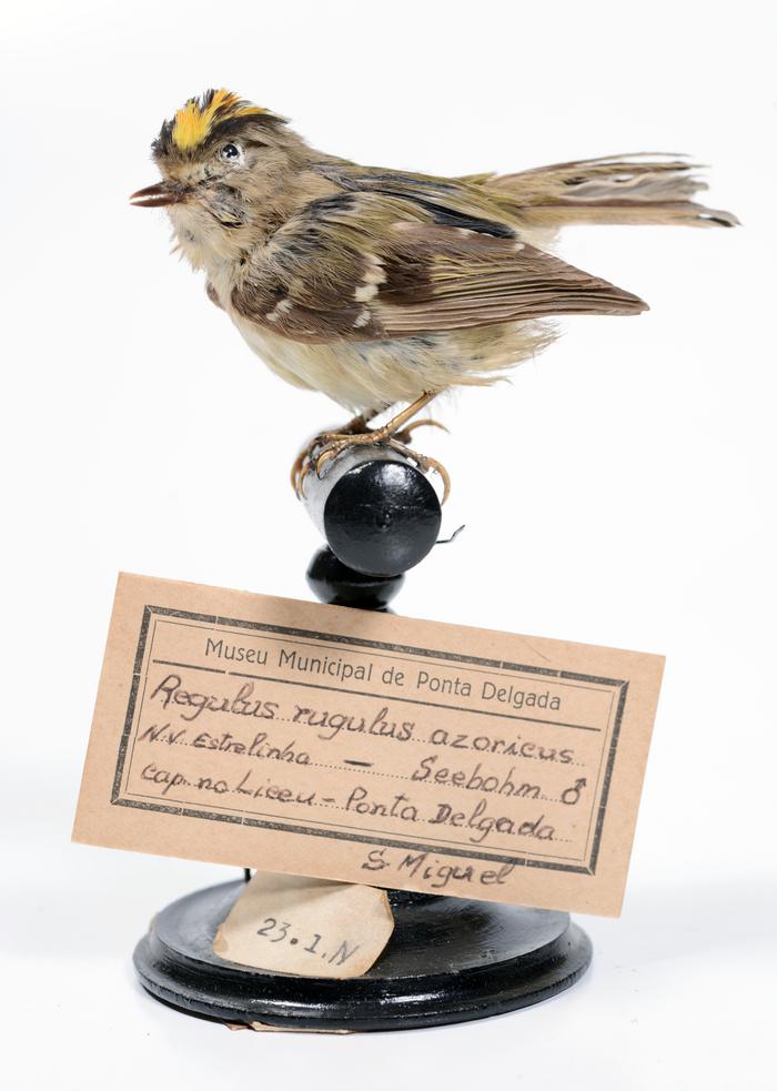 Regulus regulus azoricus (Seebohm, 1883)