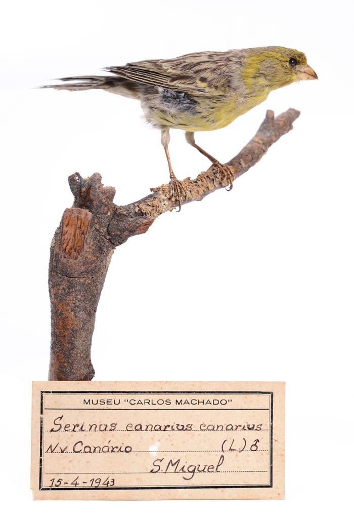  Serinus canaria (Linnaeus, 1758)