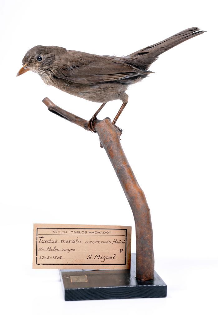 Turdus merula azorensis (Hartert, 1905)