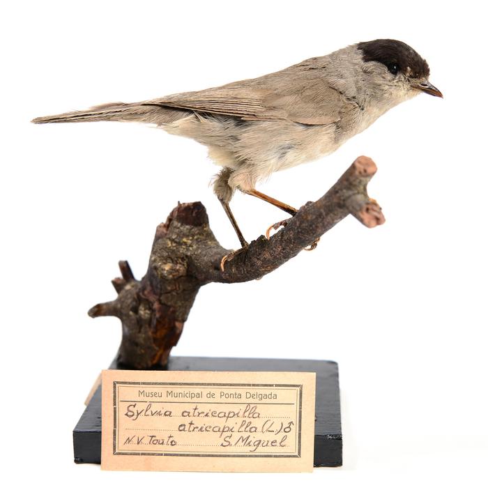 Sylvia atricapilla (Linnaeus, 1758)