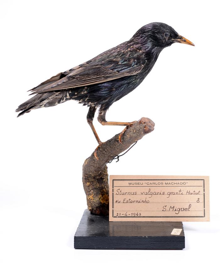 Sturnus vulgaris granti (Hartert, 1903)