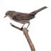 Turdus merula azorensis (Hartert, 1905)