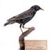 Sturnus vulgaris granti (Hartert, 1903)