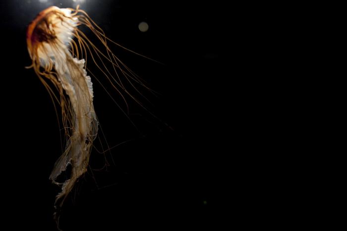 Portuguese Man of War # 03