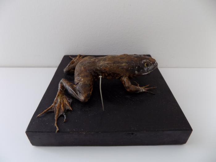 Pelophylax ridibundus (Pallas, 1771)