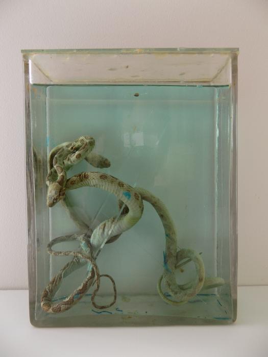Leptodeira annulata (Linnaeus, 1758)