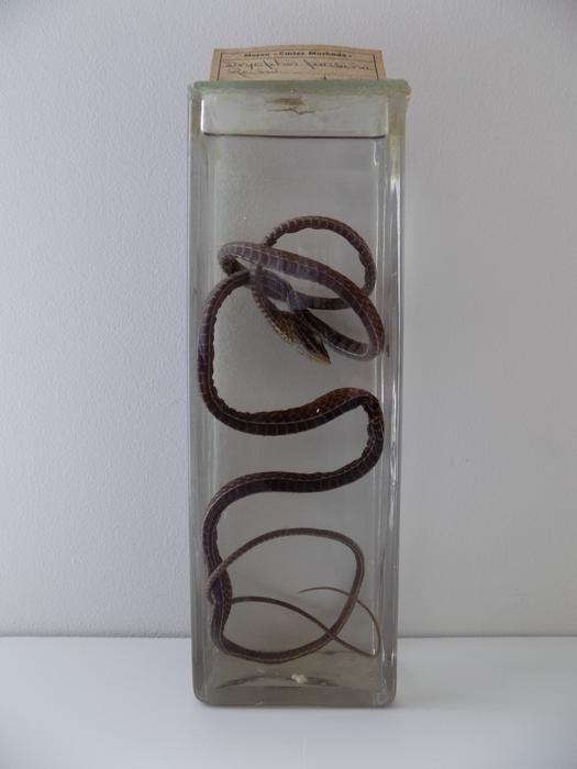 Ahaetulla prasina (Boie, 1827)