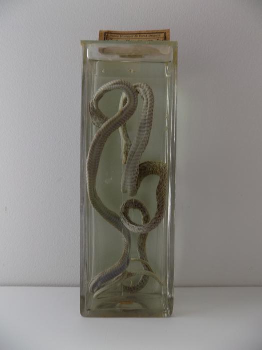 Malpolon insignitus (Geoffroy De St-hilaire, 1827)