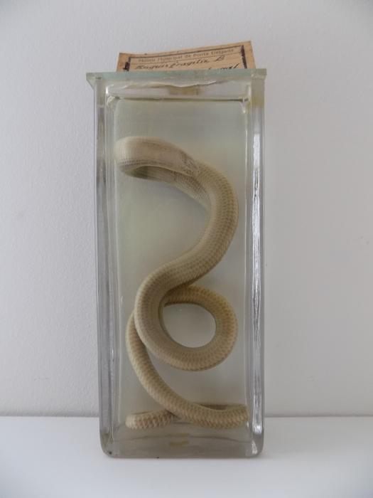 Anguis fragilis Linnaeus, 1758