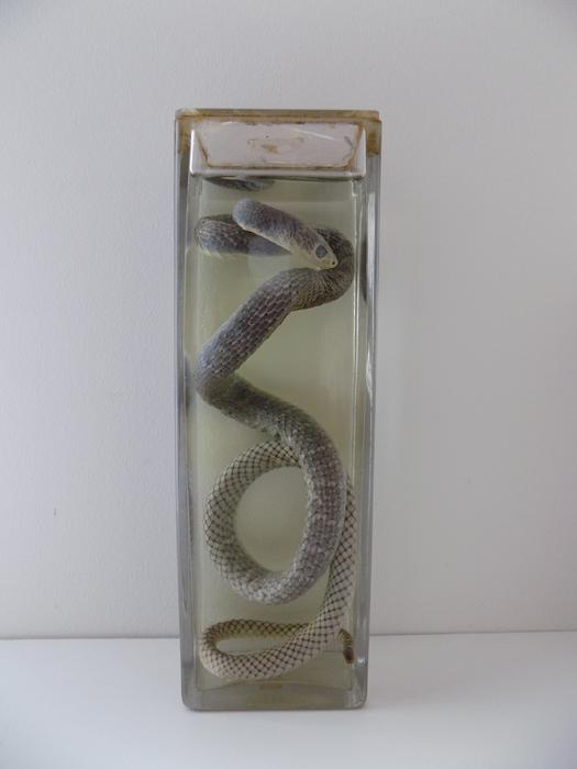 Coryphodon sp.