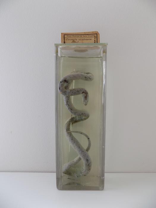 Coronella austriaca Laurenti, 1768