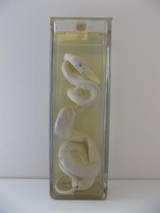 Corallus hortulanus (Linnaeus, 1758)