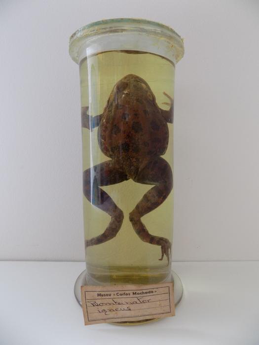 Bombina bombina (Linnaeus, 1761)